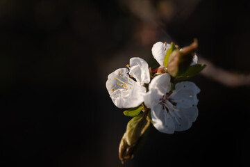 Fototapeta na wymiar apricot blossoms
