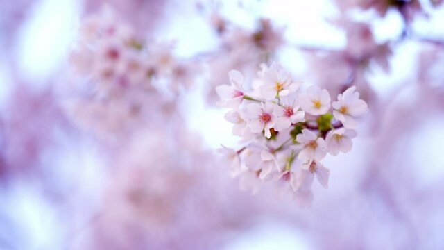 桜の花　イメージ