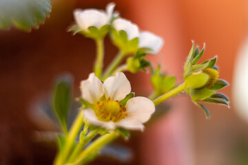 Blooming of Strawberry flower in spring , white color of strawberries.
Flowering plant , agriculture, Organic garden in Italy.