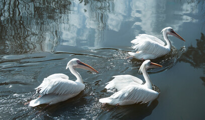 Great white pelicans swims on the  water.