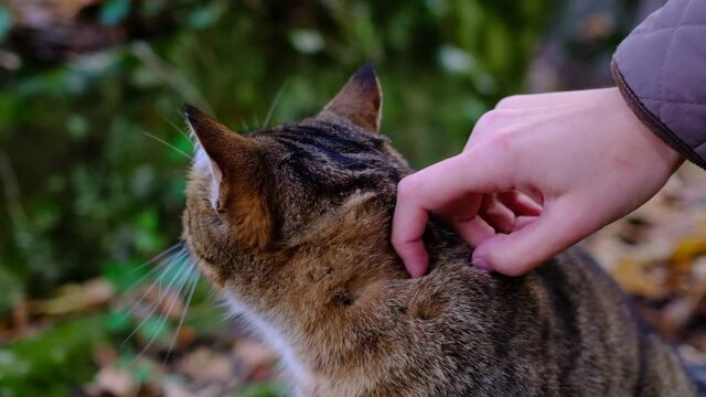 A female hand caresses a tabby cat in the forest. Cute prety cat. Beautiful forest wildcat