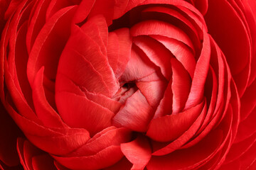 Naklejka premium Closeup view of beautiful delicate ranunculus flower