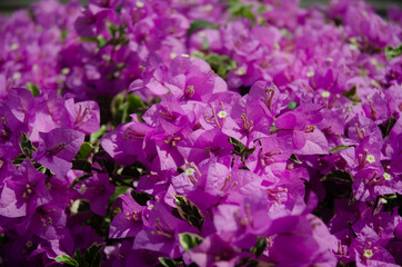 Close-up of flower in the garden