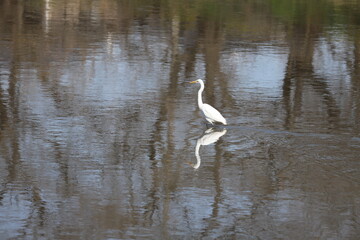日本の埼玉県を流れる冬の川でたたずむシロサギ