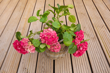 Beautiful red hydrangea in a woven basket. Small hydrangea in the garden. Spring flower in a pot. Plant for the terrace 
