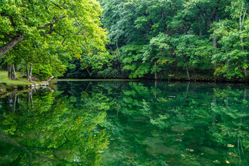 富良野市 鳥沼公園の深緑の風景
