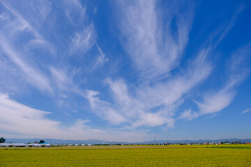 Naklejka premium 北海道の田園風景と夏の青空 