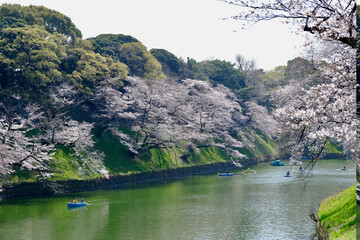 【東京】皇居・千鳥ヶ淵公園の桜（春）
