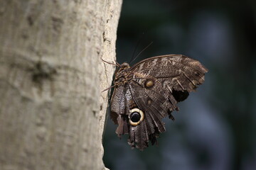Schmetterling