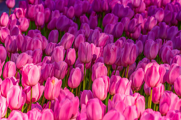 Fototapeta premium Violet tulip flowers