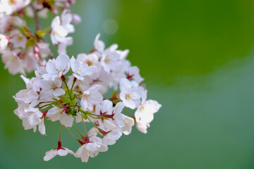 【東京】皇居・千鳥ヶ淵公園の桜（春）