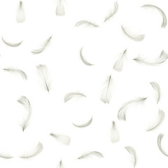 Obraz premium Feather seamless pattern background. Nature bird feather texture closeup falling on white for seamless pattern wallpaper. Abstract. Light blue color trends and vintage.