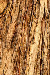Pine bark texture in a garden