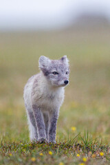 Arctic Fox cub running around on the tundra in the Arctic
