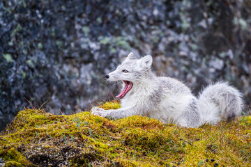 Arctic Fox relaxing at the entrance to its den in the Arctic Circle