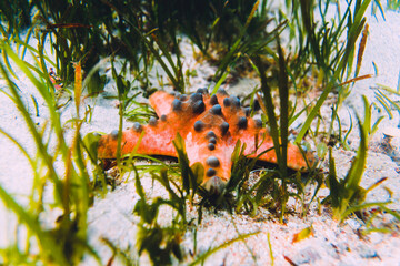 Starfish and sea weed underwater in sea.