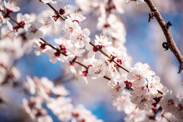 Apricot tree blossoms