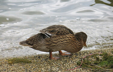 A single mother duck walks along the lake shore.