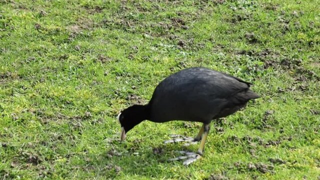 une poule d'eau en train de manger dans de l'herbe