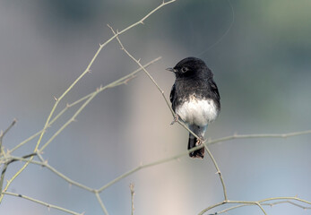 The pied bush chat is a small passerine bird found ranging from West Asia and Central Asia to the...