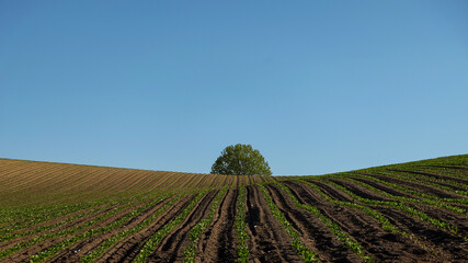 Fototapeta na wymiar 春の美瑛の丘と青空の風景