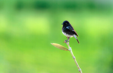 The pied bush chat is a small passerine bird found ranging from West Asia and Central Asia to the...