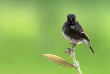 The pied bush chat is a small passerine bird found ranging from West Asia and Central Asia to the...