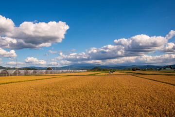 秋の比布町の稲刈り風景
