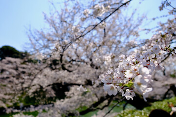 【東京】皇居・千鳥ヶ淵公園の桜（春）