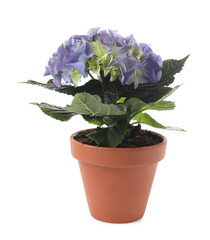 Beautiful blooming hydrangea flower in pot on white background