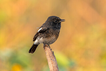 The pied bush chat is a small passerine bird found ranging from West Asia and Central Asia to the...