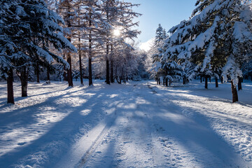 冬の美瑛町 白金の森の朝の風景
