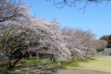 青空に映える桜　風景