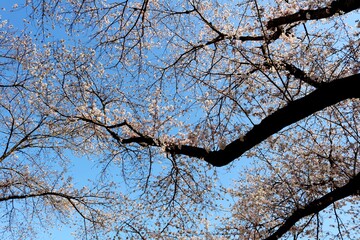 青空に桜咲く　古木　風景