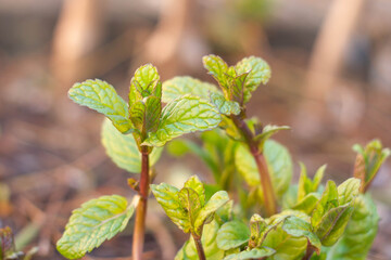 Peppermint plant in an organic garden with Young Sprouting leaves, Deep green color And red petioles , agriculture, Italian garden.