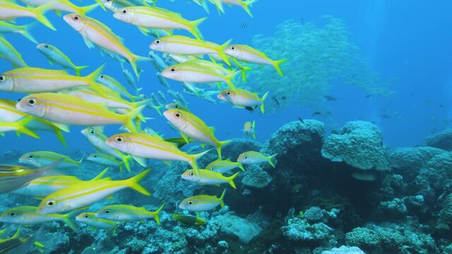 Underwater, School of yellow Double line Fusilier. POV, great barrier reef.
