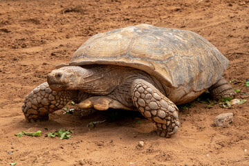 Giant turtle, dipsochelys gigantea in Safari park  Ramat Gan, Israel.