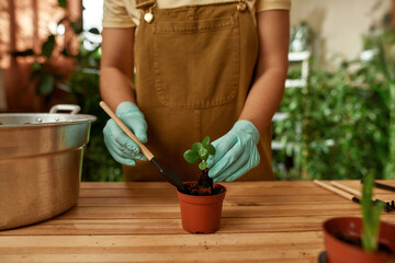 Cropped shot of female gardener in protective gloves holding green seedling, using small shovel while transplanting plant in pot with dirt or soil