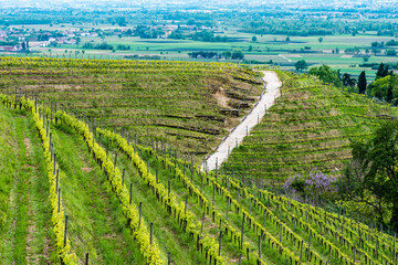 Spring on the hills and in the vineyards. Friuli