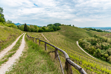 Fototapeta na wymiar Spring on the hills and in the vineyards. Friuli