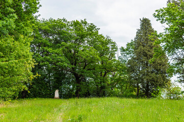 Spring on the hills and in the vineyards. Friuli