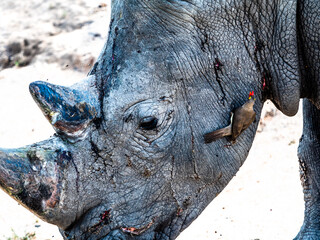 Oxpecker on an old scarred rhino head © Bruce