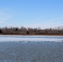 Some ducks in the partly frozen lake on a sunny winter day.