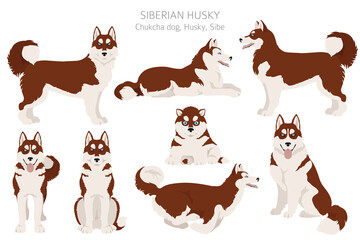 Siberian husky poses, coat colors set. © a7880ss
