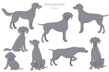 Weimaraner poses, coat colors set.