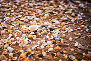The same but different. Shells in the sand of the sea