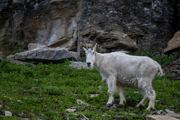 Mountain Goat Standing on Grass Looks Toward Camera