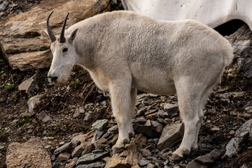 Mountain Goat Standing on Rocky Slope with Profile View