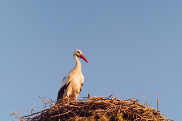 White stork in its nest at sunset in the breeding season