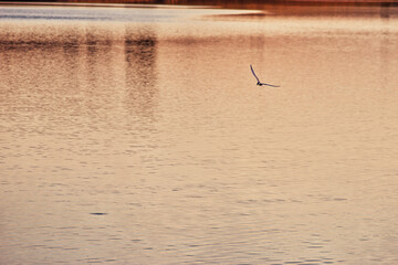 seagull flying over a red sea at sunset